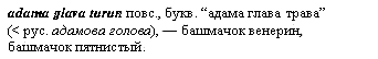 Башмачок венерин, башмачок пятнистый